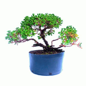 Pré Bonsai de Junípero Procumbens