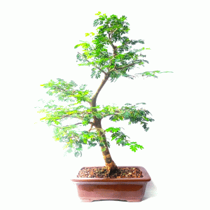 Bonsai de Pithecolobium (Chloroleucon var. Tortum)