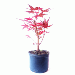 Pré bonsai de Acer Palmatum Deshojo
