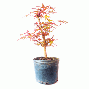 Pré Bonsai de Acer Palmatum Deshojo