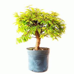 Pré Bonsai de Caliandra Rosa