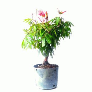 Pré Bonsai de Caliandra Vermelha