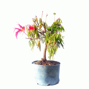 Pré Bonsai de Caliandra Vermelha