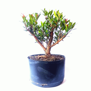 Pré Bonsai de Cereja Anã