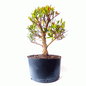 Pré Bonsai de Cereja Anã