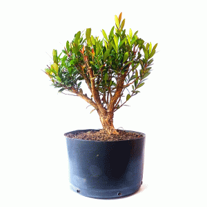 Pré Bonsai de Cereja Anã