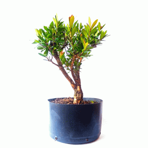 Pré Bonsai de Cereja Anã