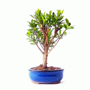 Bonsai de Cereja Anã