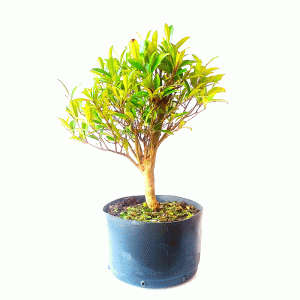 Pré Bonsai de Cereja do Rio Grande