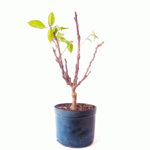Pré Bonsai de Glicínia cor Lilás