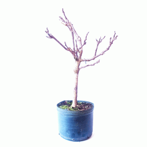 Pré Bonsai de Glicínia cor Lilás