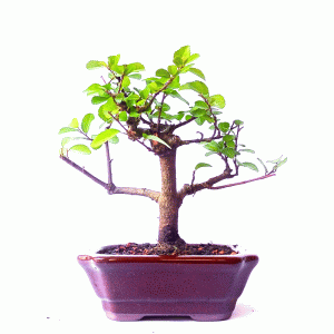 Bonsai de Grewia Occidentalis