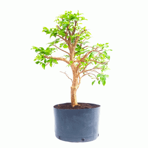 Pré Bonsai de Jabuticaba Híbrida