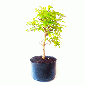 Pré Bonsai de Jabuticaba Híbrida