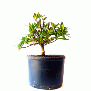 Pré Bonsai de Jasmim do Cabo