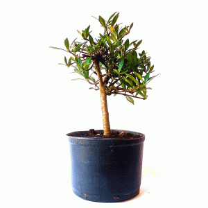 Pré Bonsai de Jasmim do Cabo