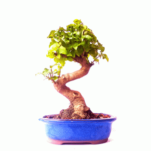 Bonsai de Ligustrum Sinensis