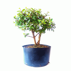 Pré Bonsai de Mini Goiaba