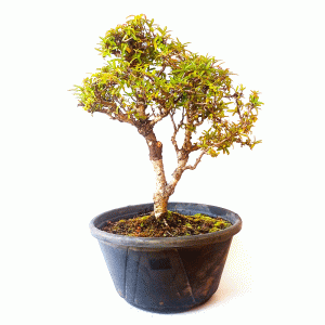 Pré Bonsai de Piracanta Vermelha