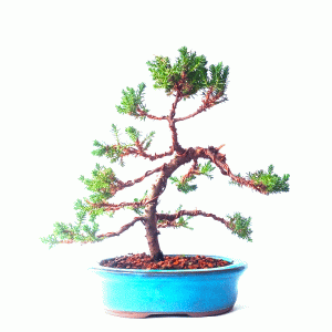 Bonsai de Junípero Procumbens