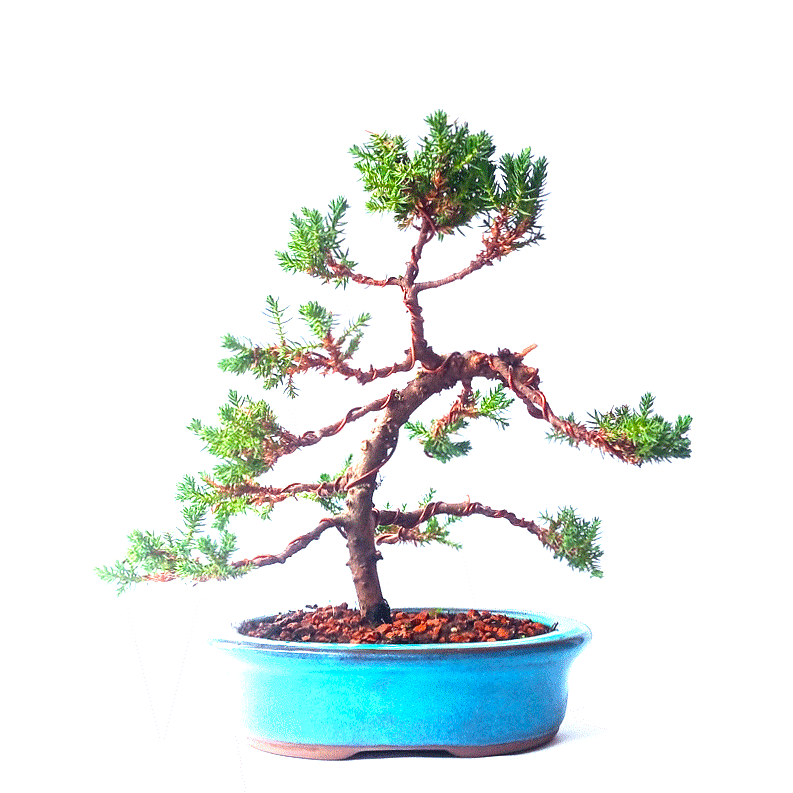 Bonsai de Junípero Procumbens