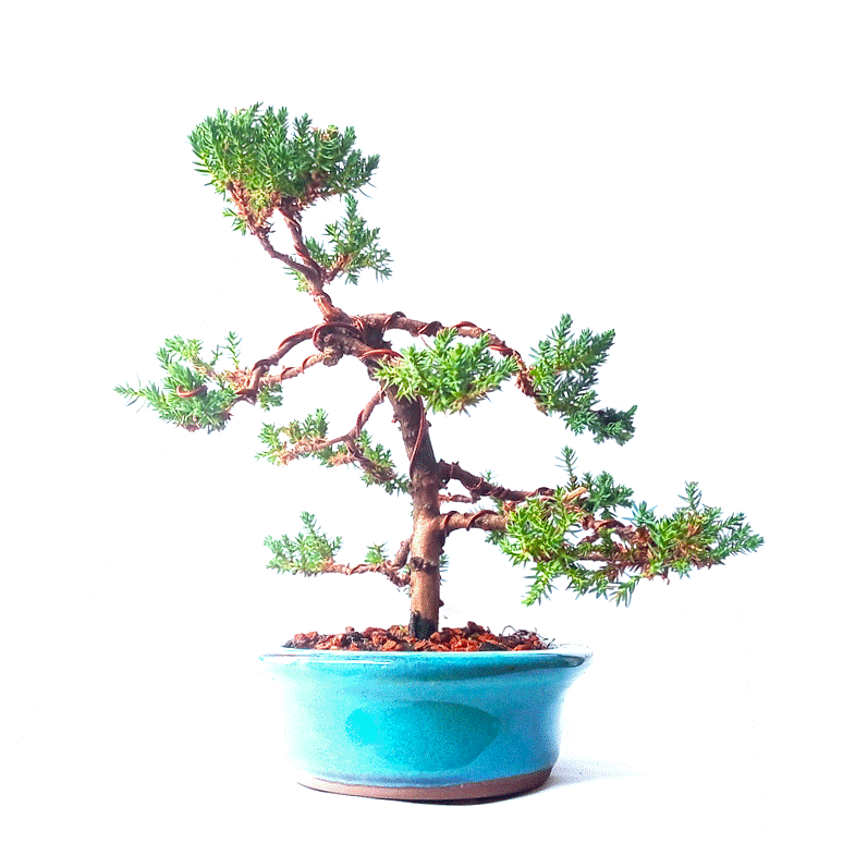 Bonsai de Junípero Procumbens 5 Anos - Imagem 2