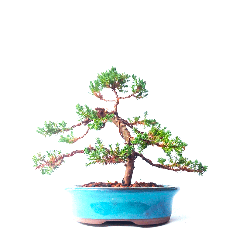 Bonsai de Junípero Procumbens 5 Anos - Imagem 3