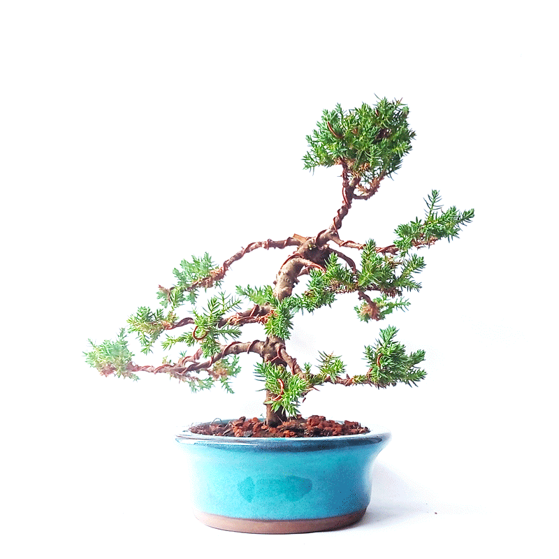 Bonsai de Junípero Procumbens 5 Anos - Imagem 4