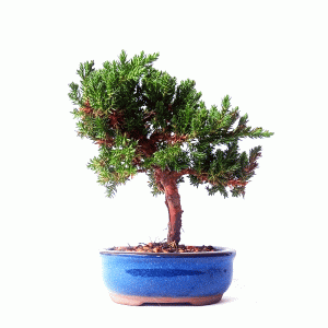 Bonsai de Junípero Procumbens