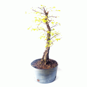 Pré Bonsai de Pithecolobium (var. Dumosum)