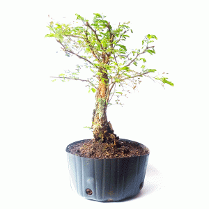 Pré Bonsai de Pithecolobium (var. Dumosum)