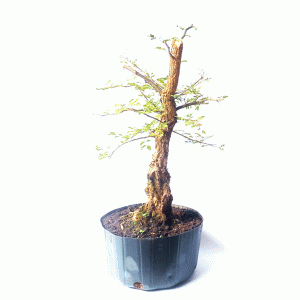 Pré Bonsai de Pithecolobium (var. Dumosum)