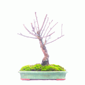 Bonsai de Sakurá