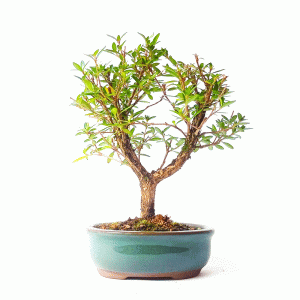 Bonsai de Serissa Chinesa