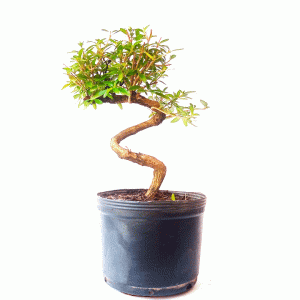 Pré Bonsai de Serissa Chinesa