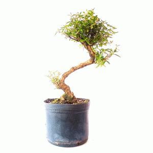 Pré Bonsai de Serissa Chinesa