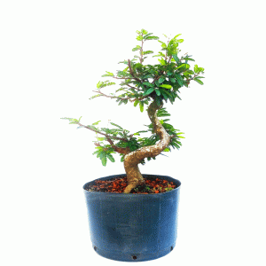 Pré bonsai de Caliandra Rosa