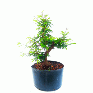 Pré bonsai de Caliandra Rosa