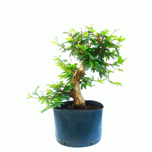 Pré bonsai de Caliandra Rosa