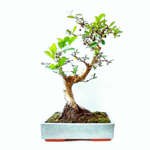 Bonsai de Piracanta cor Vermelha