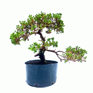 Pré Bonsai de Junípero Procumbens