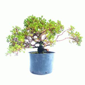 Pré Bonsai de Junípero Procumbens