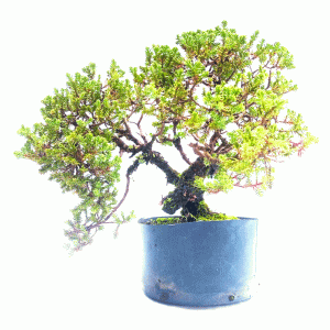 Pré Bonsai de Junípero Procumbens
