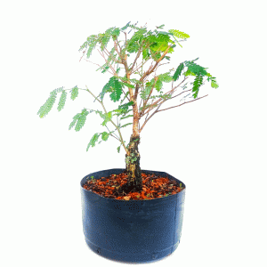 Pré Bonsai de Pithecolobium (var. Dumosum)
