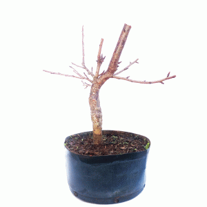 Pré Bonsai de Sakurá Yukiwari Flor Rosa