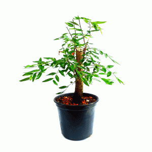 Pré Bonsai de Branquilho