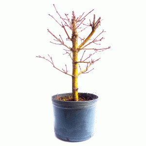 Pré Bonsai de Acer Palmatum