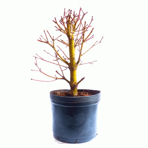 Pré Bonsai de Acer Palmatum