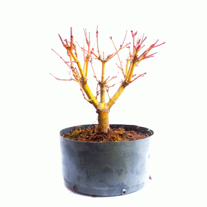Pré Bonsai de Acer Palmatum