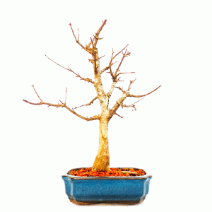 Bonsai de Acer Tridente
